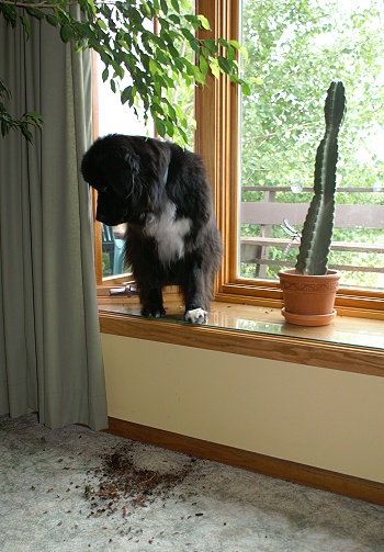 She Came In Through The Back Deck Window